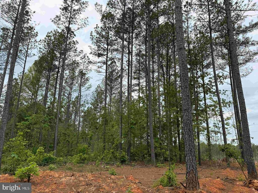 West River Road (tract: Jr Sad, Fork Union, VA 23055 - View 5
