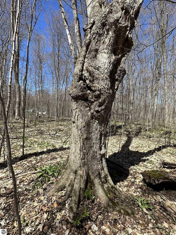 TBD Beaver Island Road, Beaver Island, MI 49782 - More