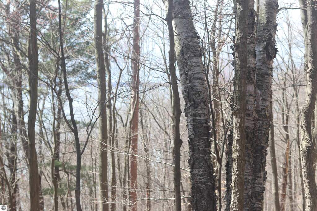 lot 5 Crystal View Commons, Beulah, MI 49617 - View 5