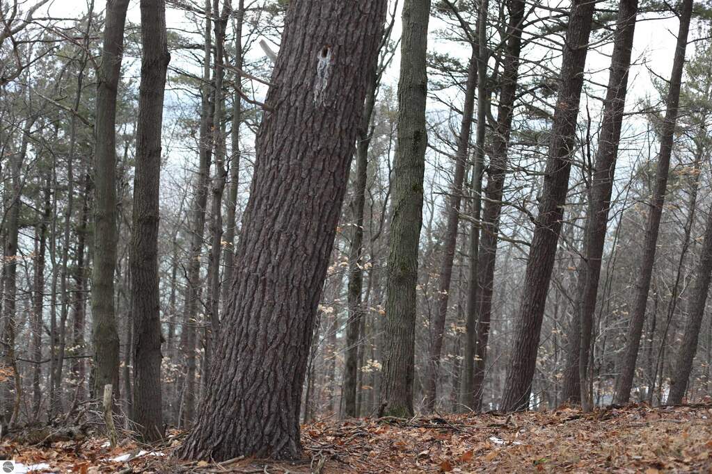 lot 5 Crystal View Commons, Beulah, MI 49617 - View 6