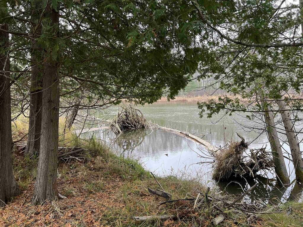 50163183-7c58a8af-16e0-413c-bb5e-8fd166275762.JPG at  Long Rapids Road, Alpena, MI 49707