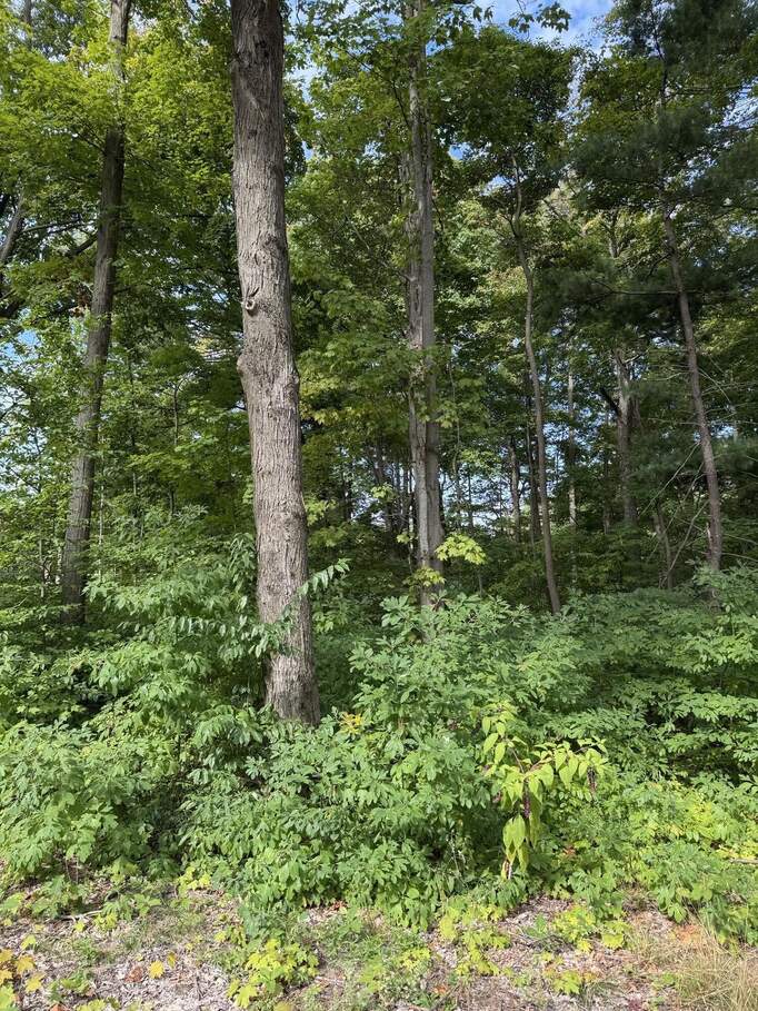 14672 Crest View Court, South Haven, MI 49090 - View 6