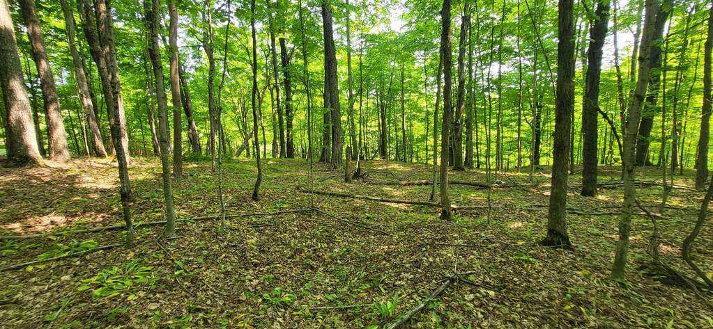 TBD Veldkamp Lane, Central Lake, MI 49622 - View 4