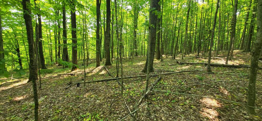 TBD Veldkamp Lane, Central Lake, MI 49622 - View 6