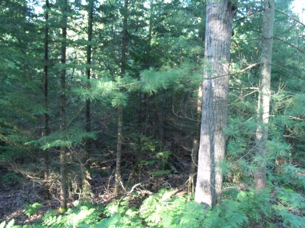 Black Mountain Road, Onaway, MI 49765 MLS 201830461 properties